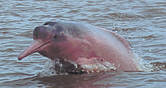 The pink river dolphin