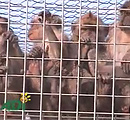 Thank Hanuman!! Ban on Monkey experiments