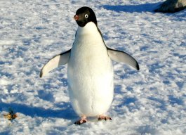 Antarctican Adélie Penguin