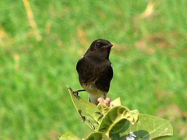 Another Beautiful bird