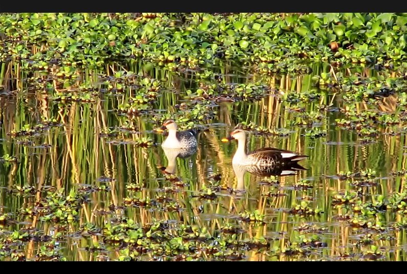 along the Chambal Canal