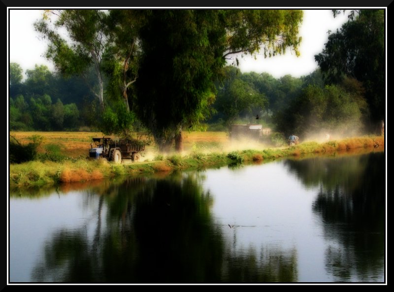 Along the Chambal Canal