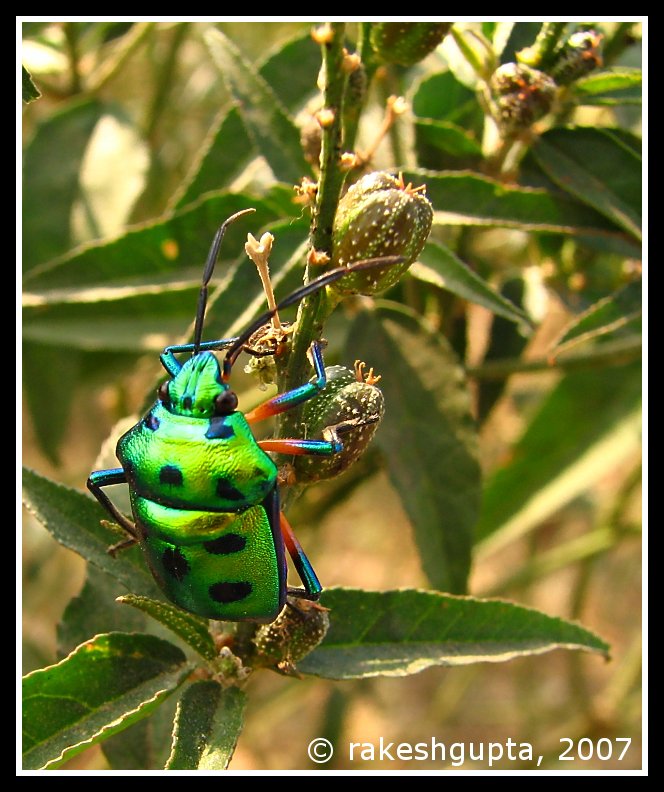 Green Metallic Bug