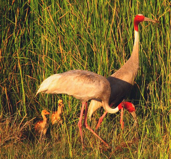 Red head Crane or Saras