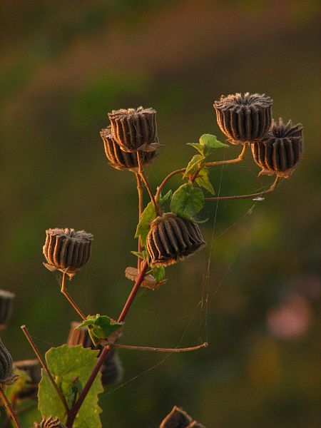 Ayurvedic herbal plant