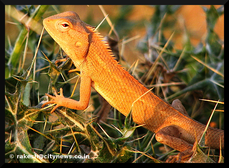 Chameleon over thornes