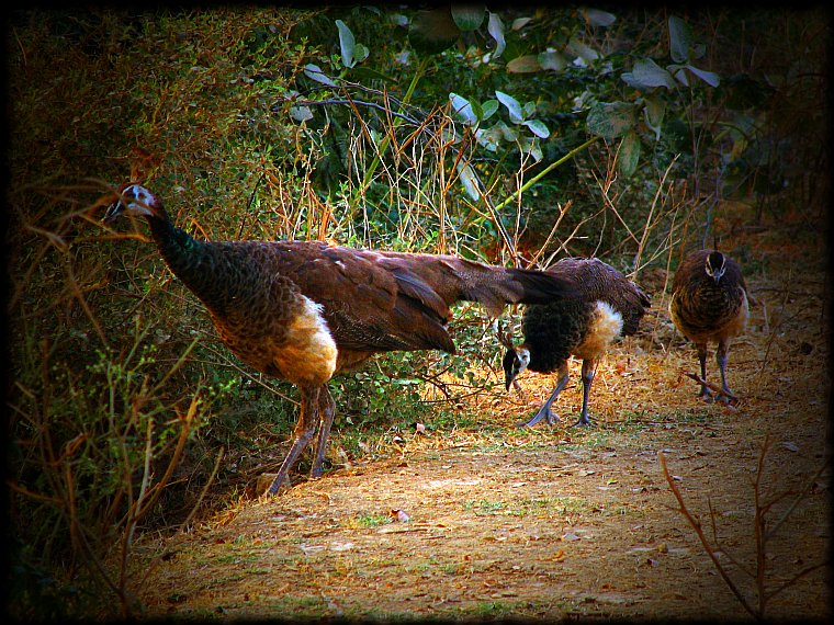 Peahen with young Peachicks