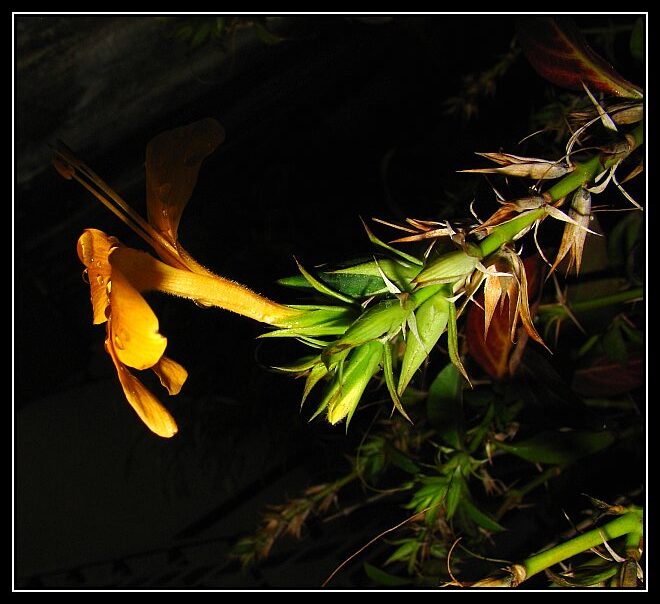 Castella or Vajradanti