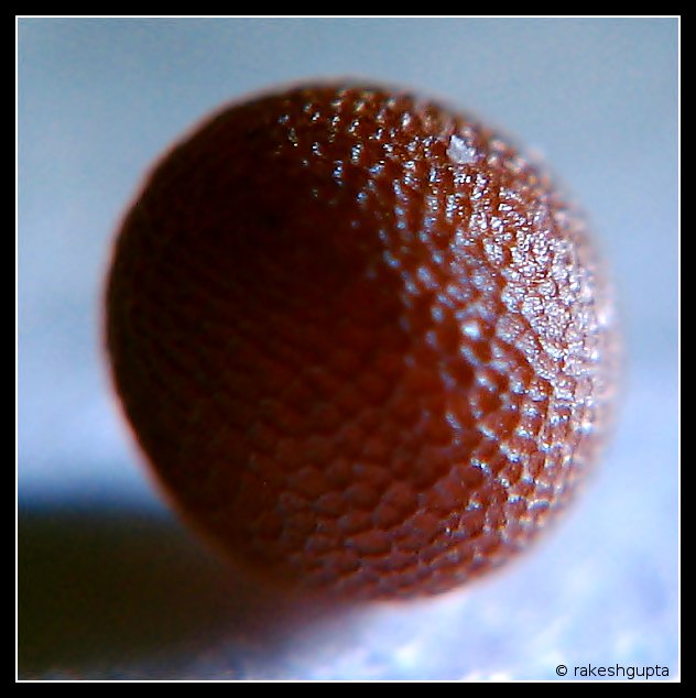 Macro photo of a Rai seed