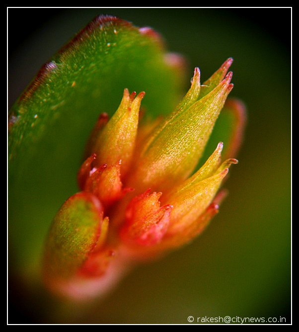 Patthar Chatta flower