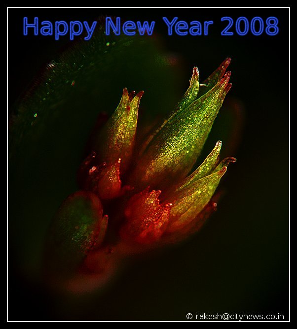 Happy New Year 2008