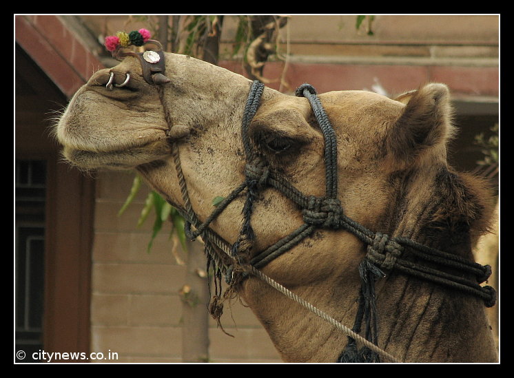 Camel’s Portrait