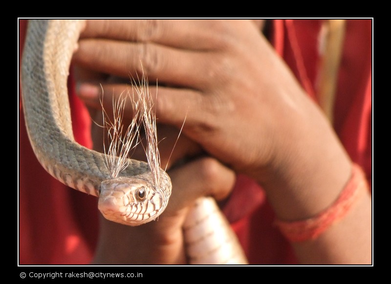 Snake Charmer