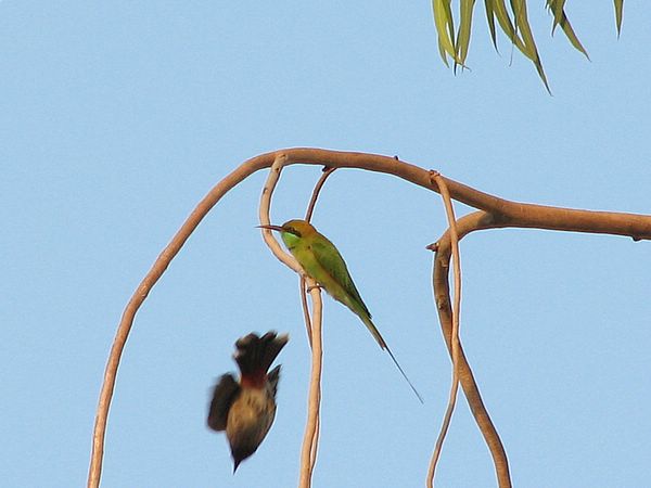 Bee-eater and Bulbul