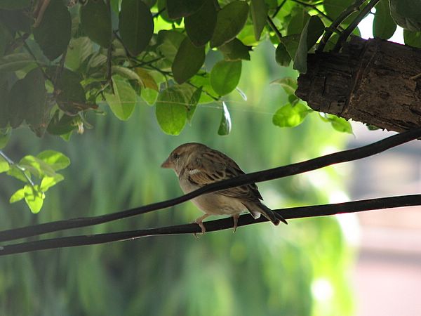 House Sparrow