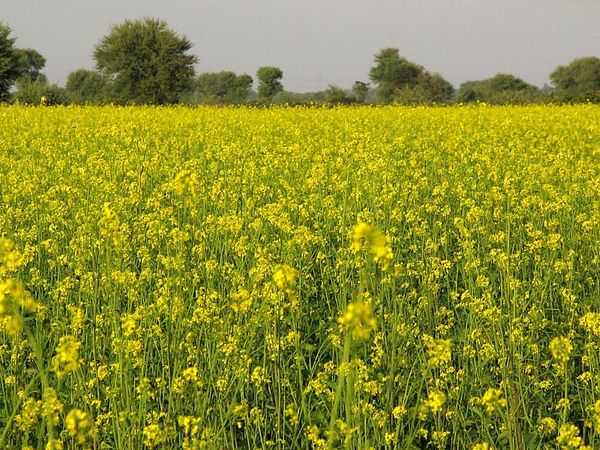 Mustard Crop